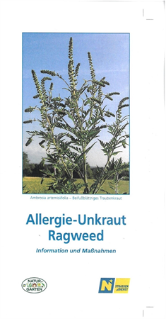 Ragweed